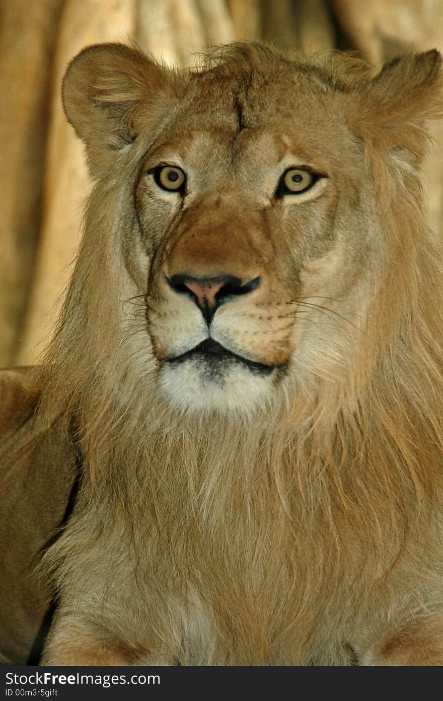 Lion holds his head high and gives a hypnotic stare.