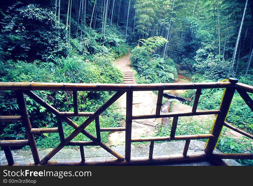 Bamboo Forest