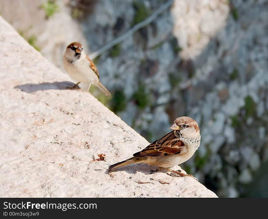 Sparrows