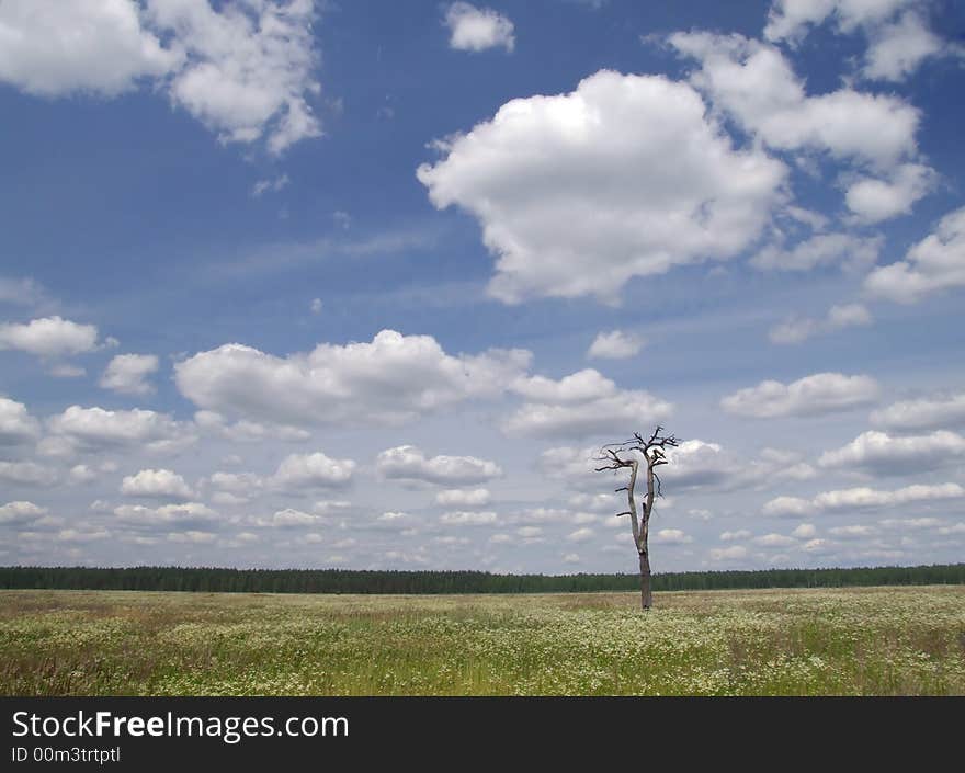 Meadow, tree and clouded sky 4