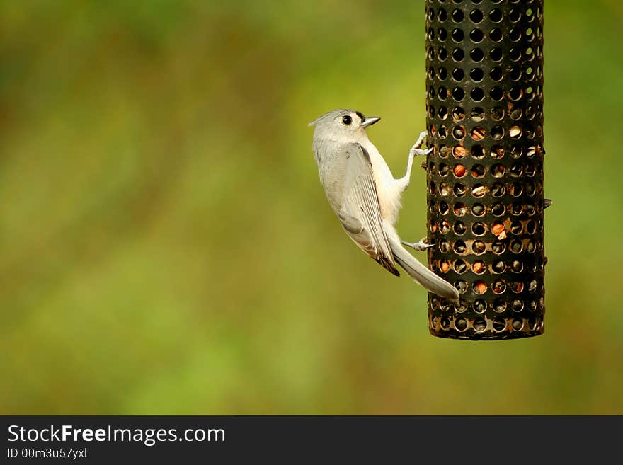 Tufted Titmouse