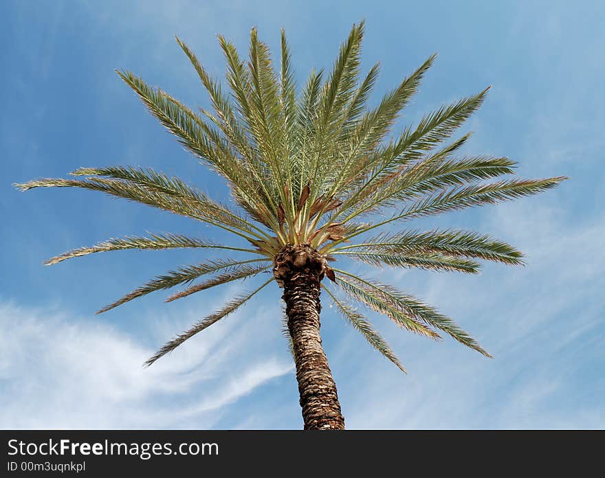 Palmtree against a blue sky