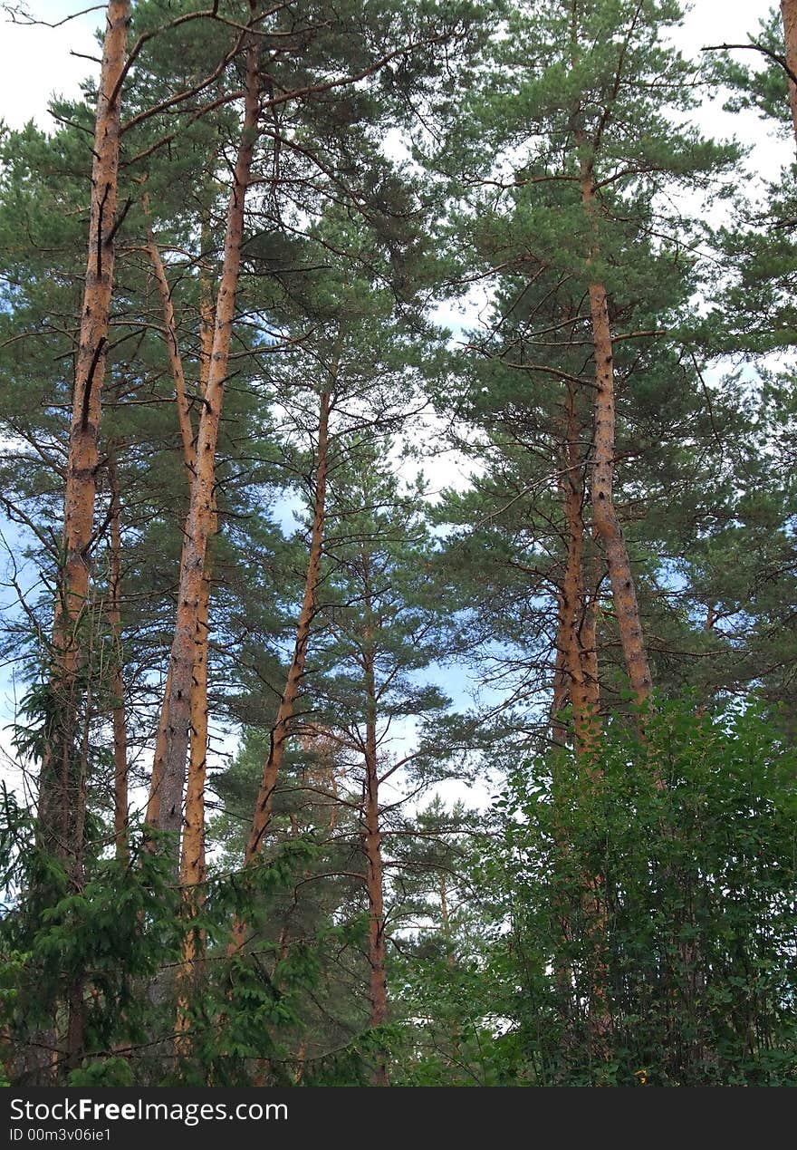 Pines and the sky