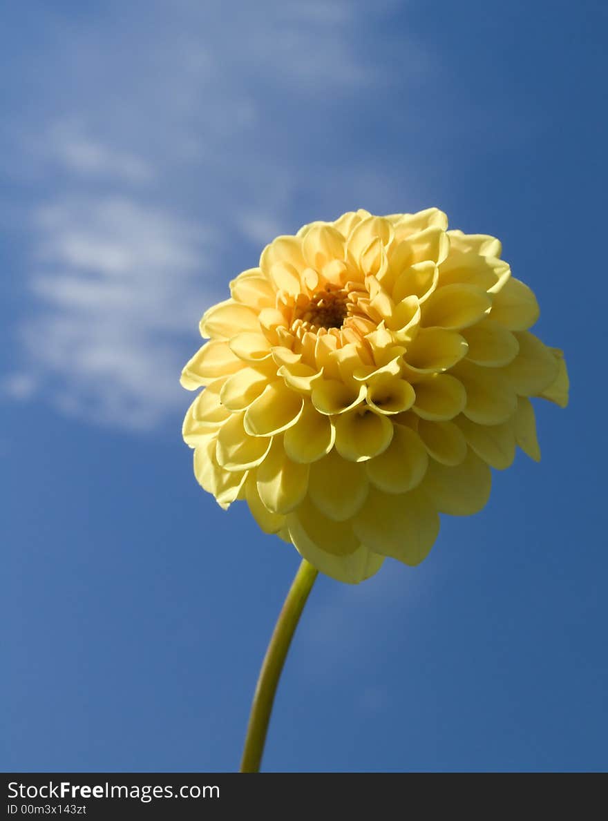 Bright yellow flower on a background of the blue sky