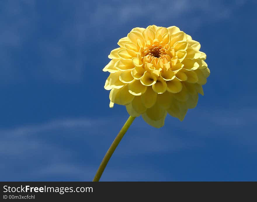 Bright yellow flower on a background of the blue sky. Bright yellow flower on a background of the blue sky