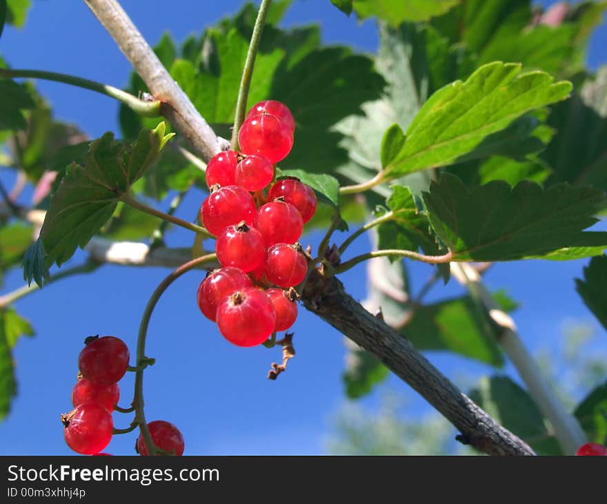 Red Currant