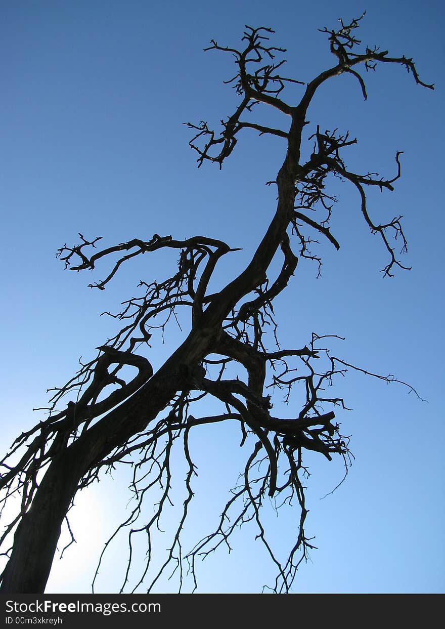 Old tree - pine in sun