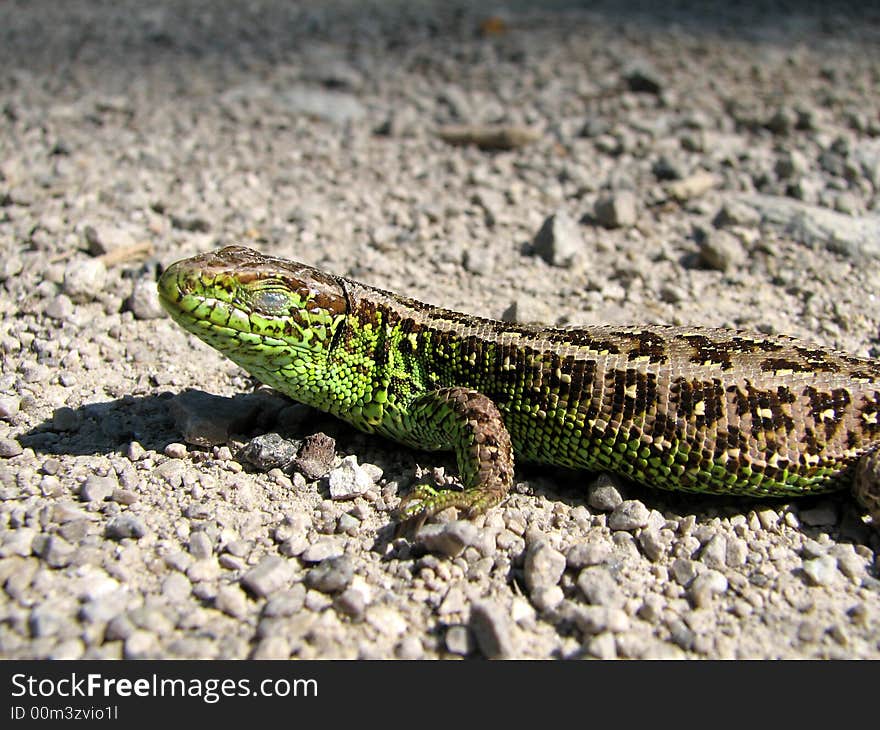 Lizard on road in summer