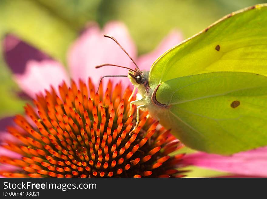 Butterfly on flower background texture