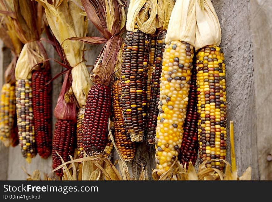 Hanging Indian corn on the cob