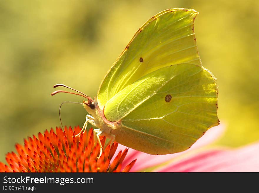 Butterfly on flower background texture