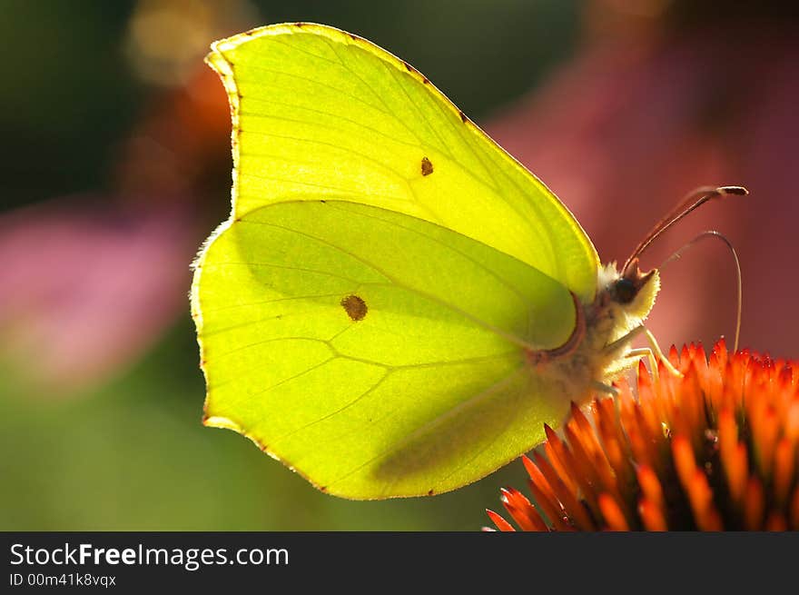 Butterfly on flower background texture