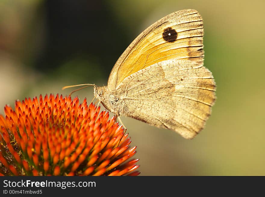 Butterfly on flower background texture