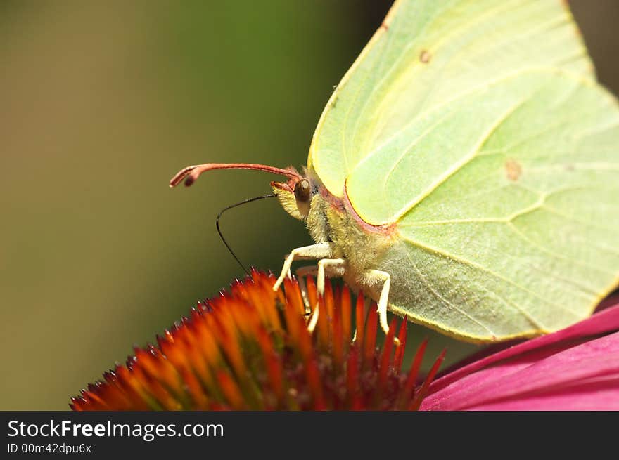 Butterfly on flower