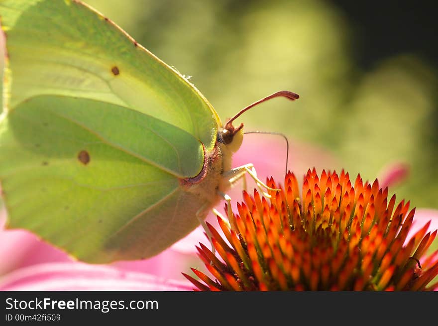 Butterfly on flower background texture