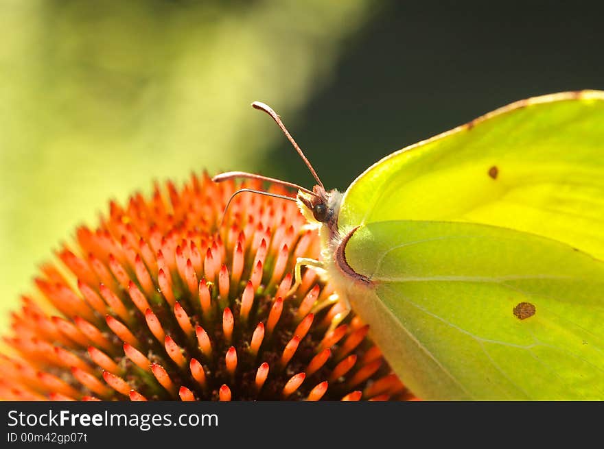 Butterfly on flower background texture