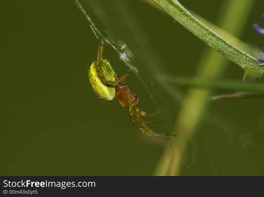 Crab spider (Thomisidae)