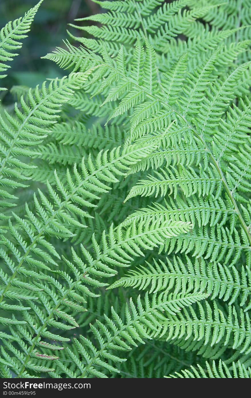 Real natural green texture from the leaf. Real natural green texture from the leaf