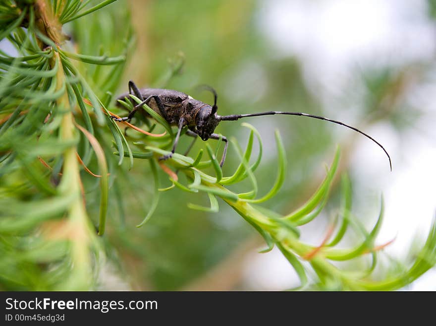 Grey beetle (capricorn beetle) with lengthy feelers. Grey beetle (capricorn beetle) with lengthy feelers