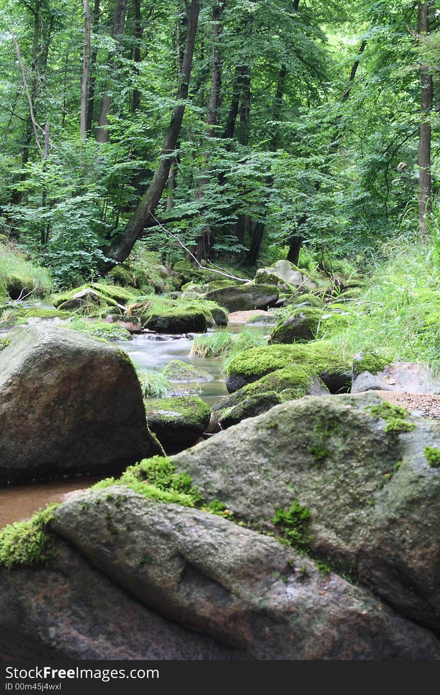 Czech Forest