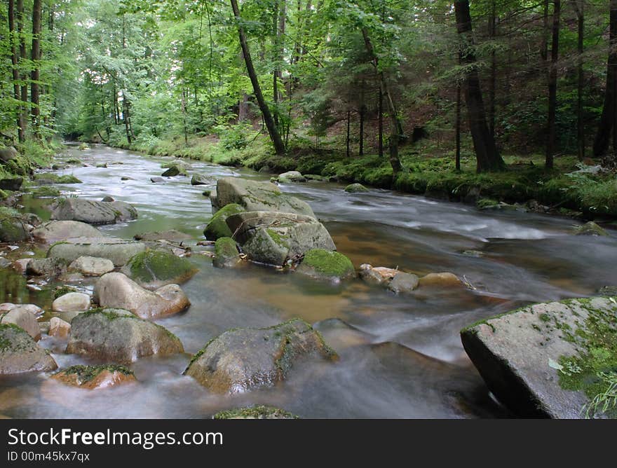 Czech forest