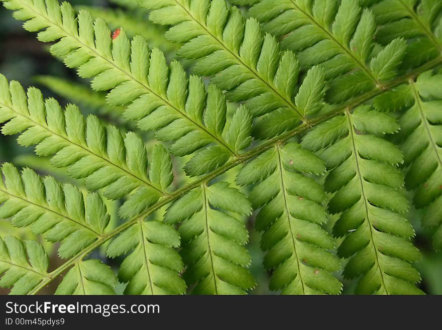 Leaf Texture