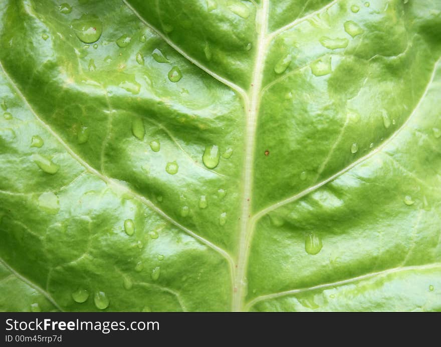 Leaf texture