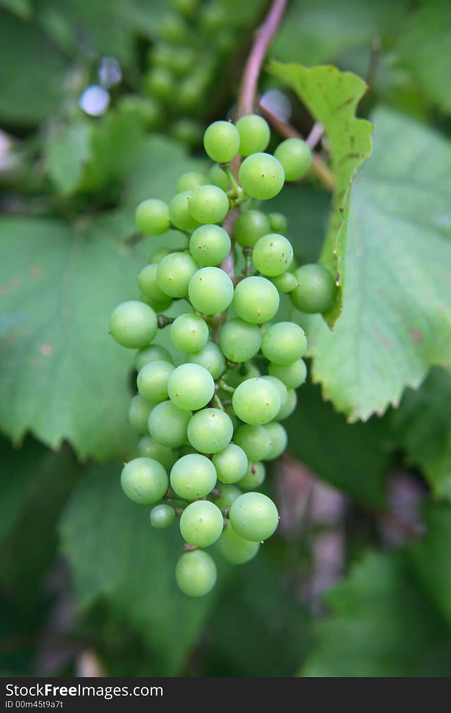 Fresh green grapes and leaves in the nature