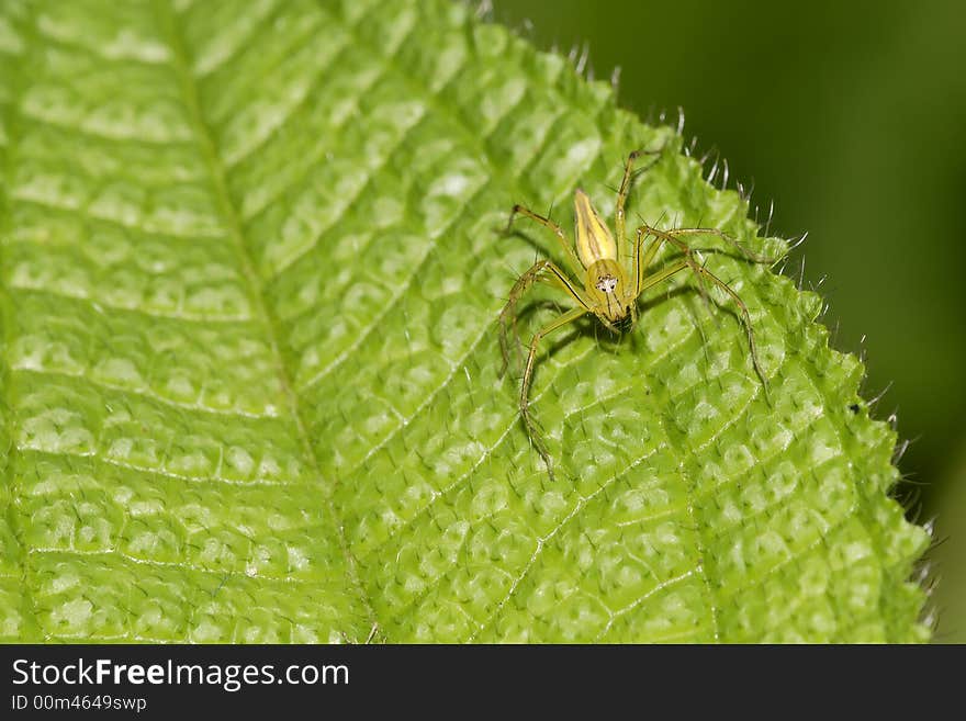 Lynx spider looking for food.