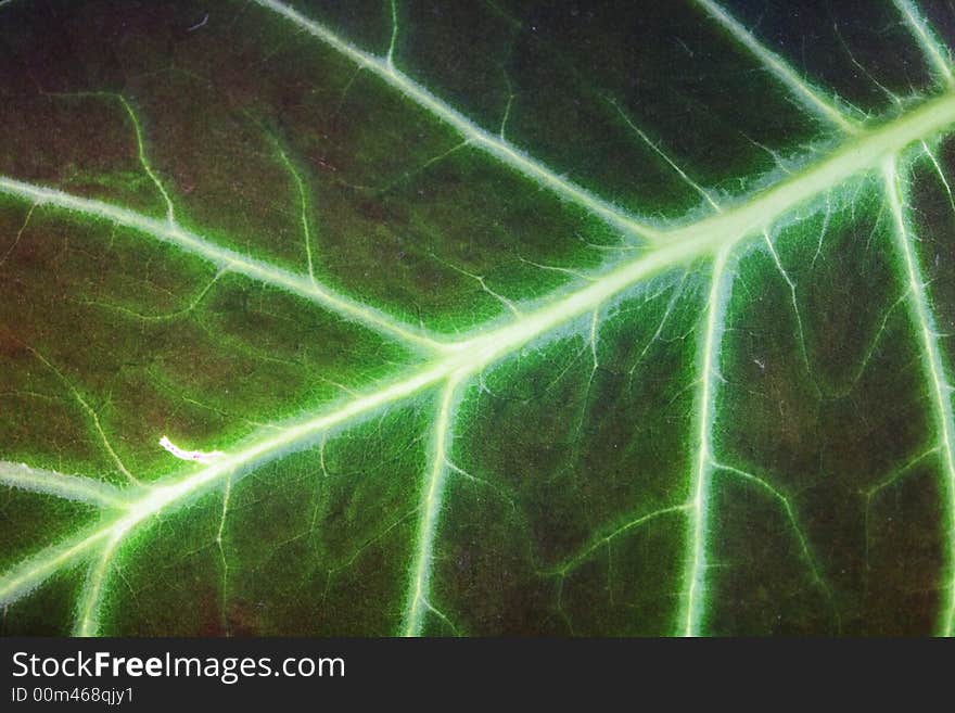 Leaf texture