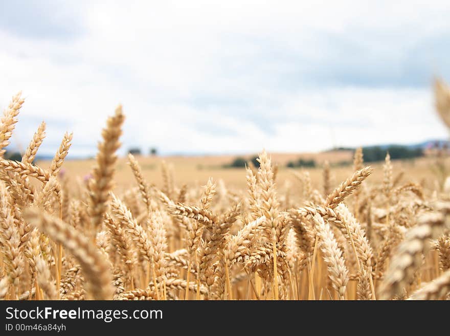 Golden Corn