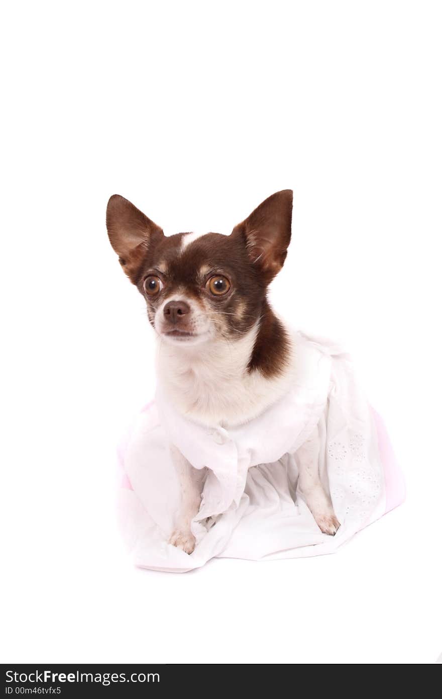 Chihuahua in the white clothes on the white background