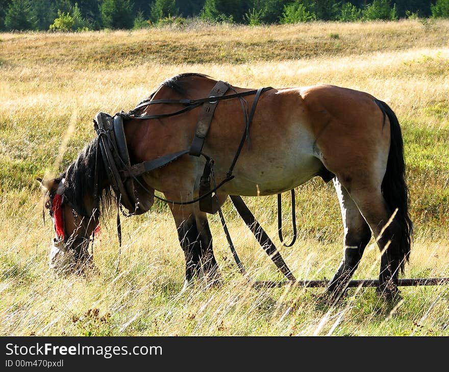 Horses have long been among the most economically important domesticated animals. Horses have long been among the most economically important domesticated animals.