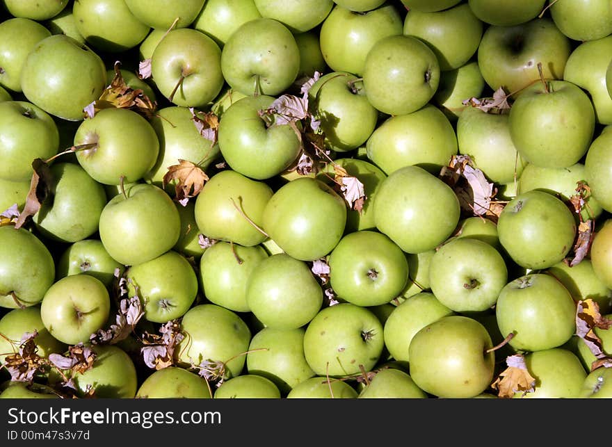 Granny Smith apples in the Autumn sun