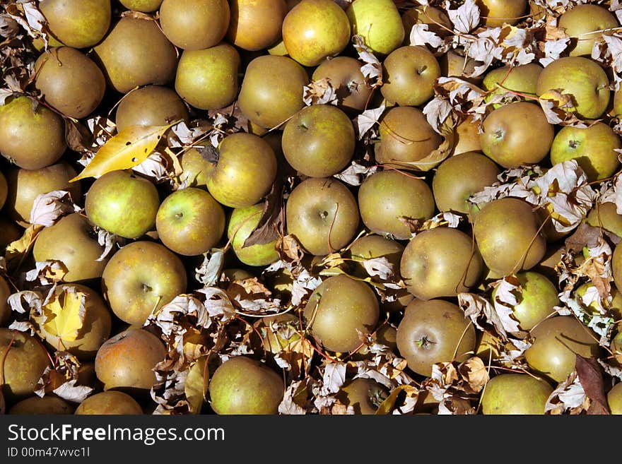 Russet apples in the Autumn sun