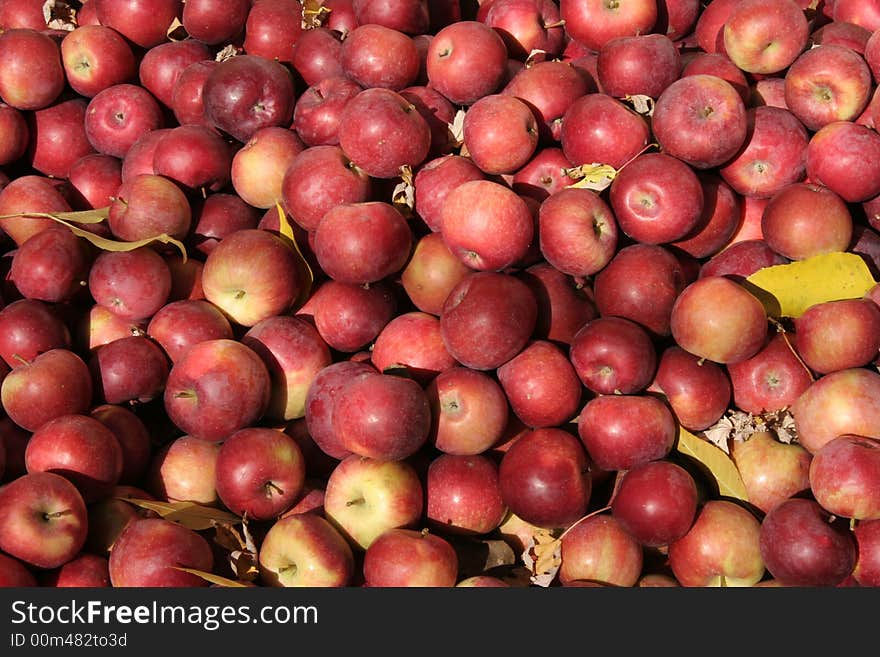 Spartan apples in the Autumn sun