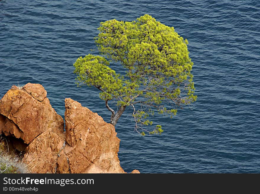 A pin tree over the mediterranean sea in Provence
(Esterel- French Riviera)