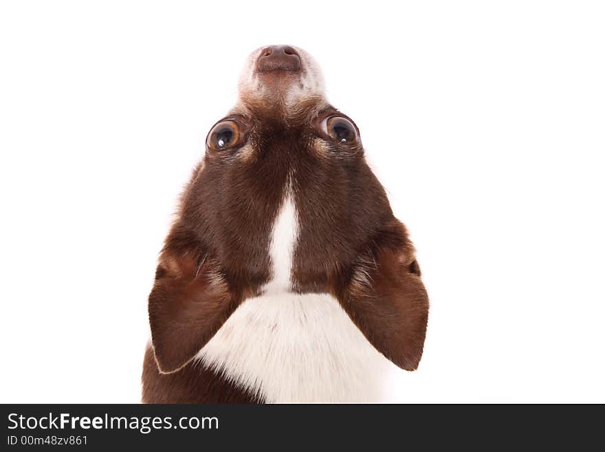 Head of chihuahua on the white background