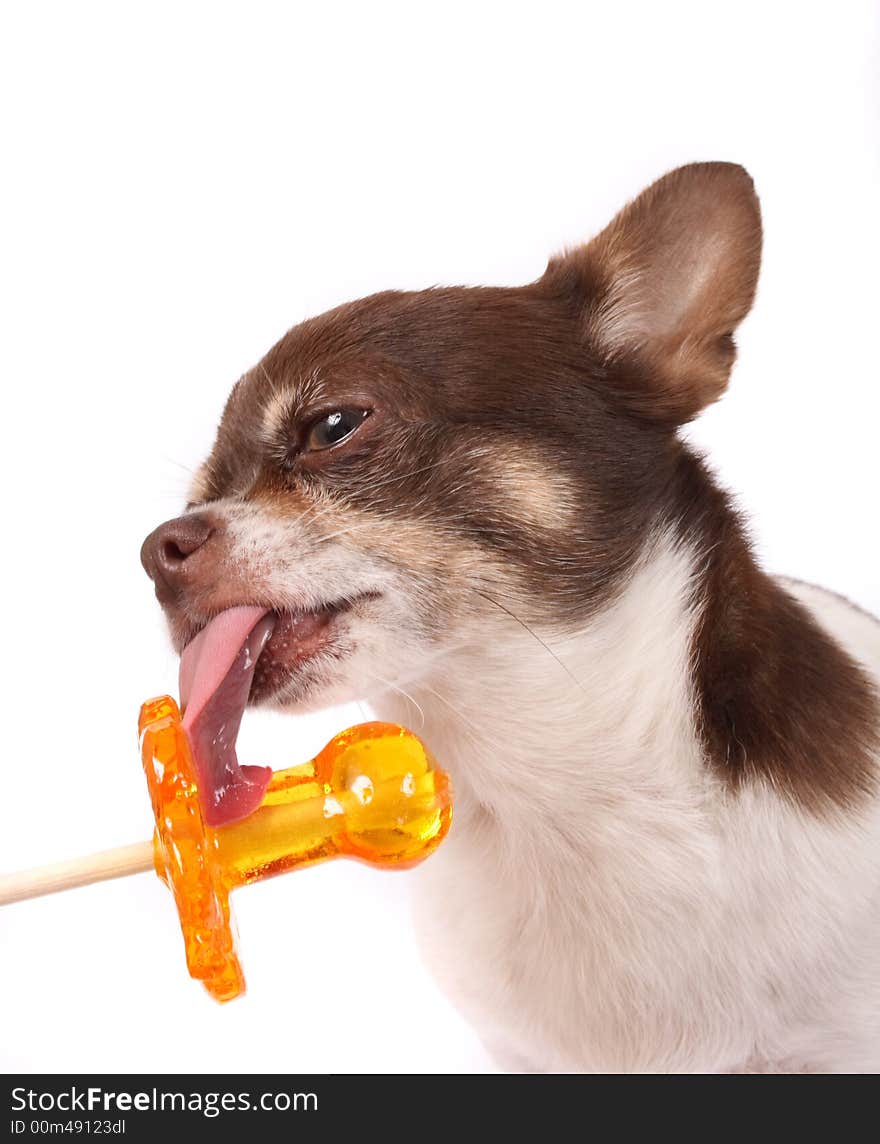 Chihuahua And Lollipop