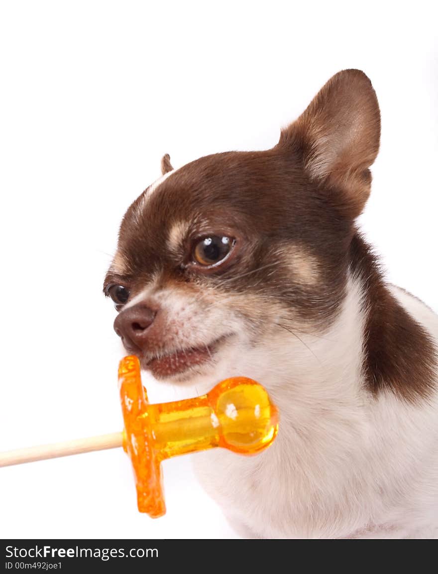 Chihuahua And Lollipop