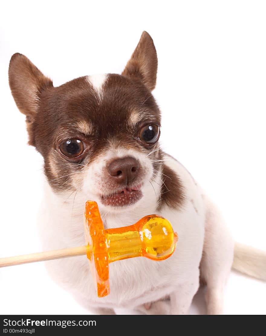 Chihuahua and lollipop