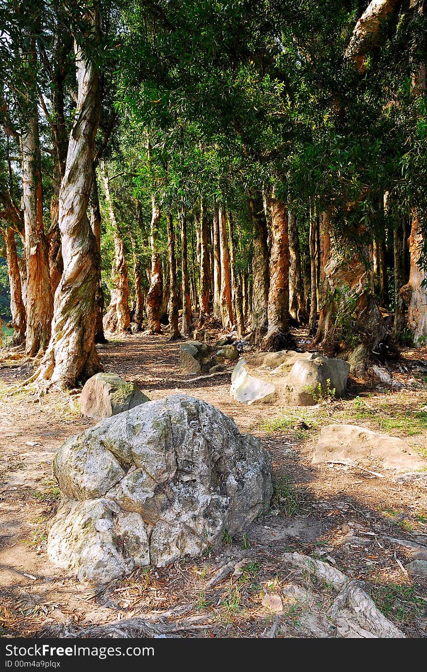 The reservoir in Hong Kong Shing Mun Country Park