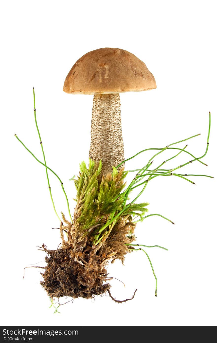 Brown cap Mushroom isolated on white. Eatable mushroom, very delicious.