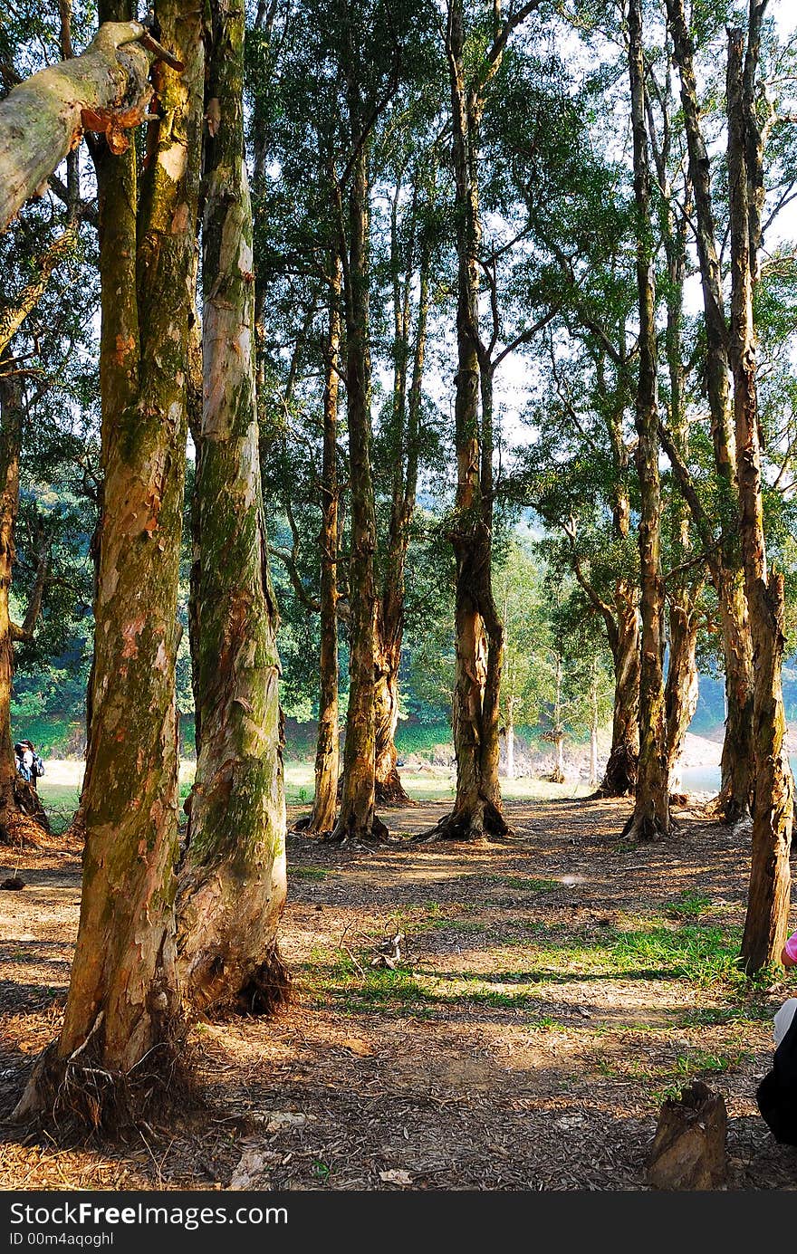 The reservoir in Hong Kong Shing Mun Country Park