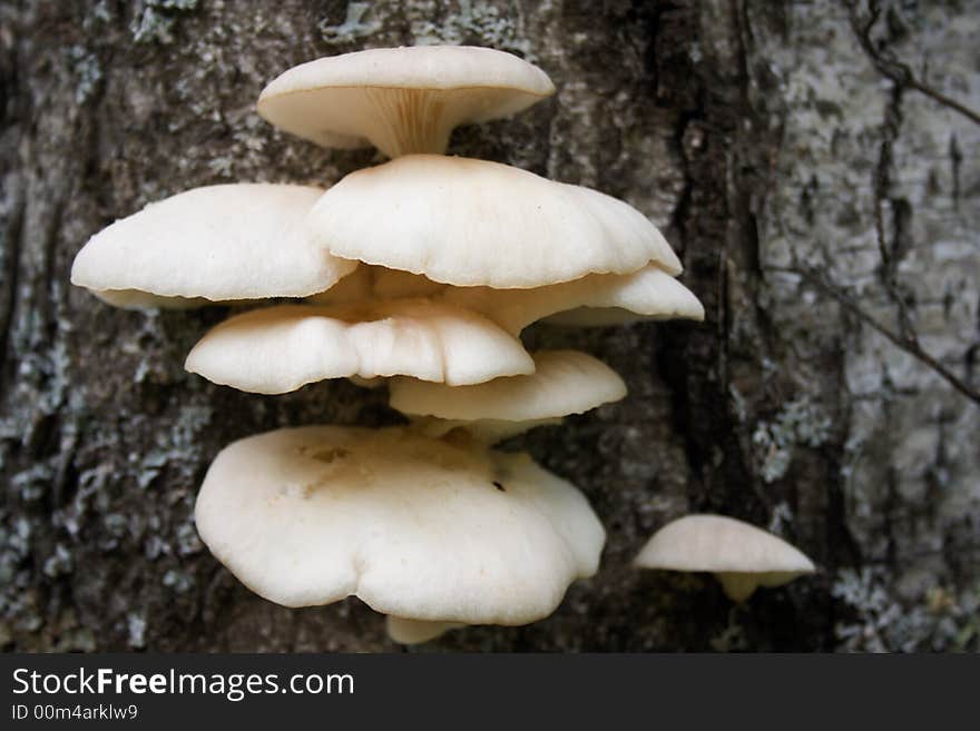 Arboreal mushrooms growing on tree trunk. Edible fungus.