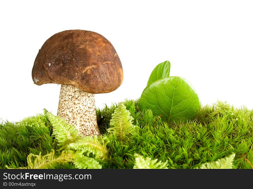 Brown cap Mushroom in green moss isolated on white. Eatable mushroom, very delicious.