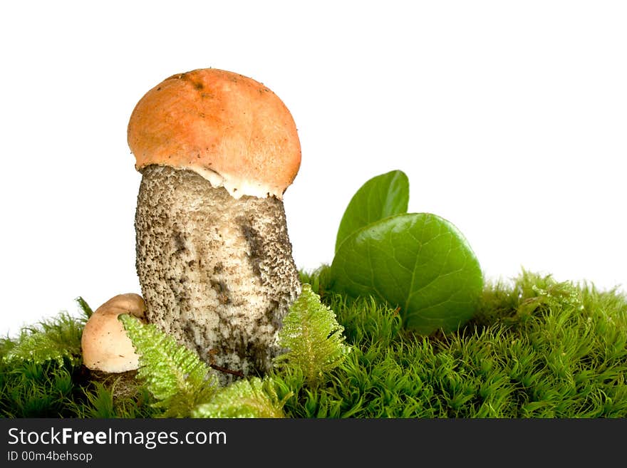 Orange-cap Mushroom in moss isolated on white. Eatable mushroom, very delicious.