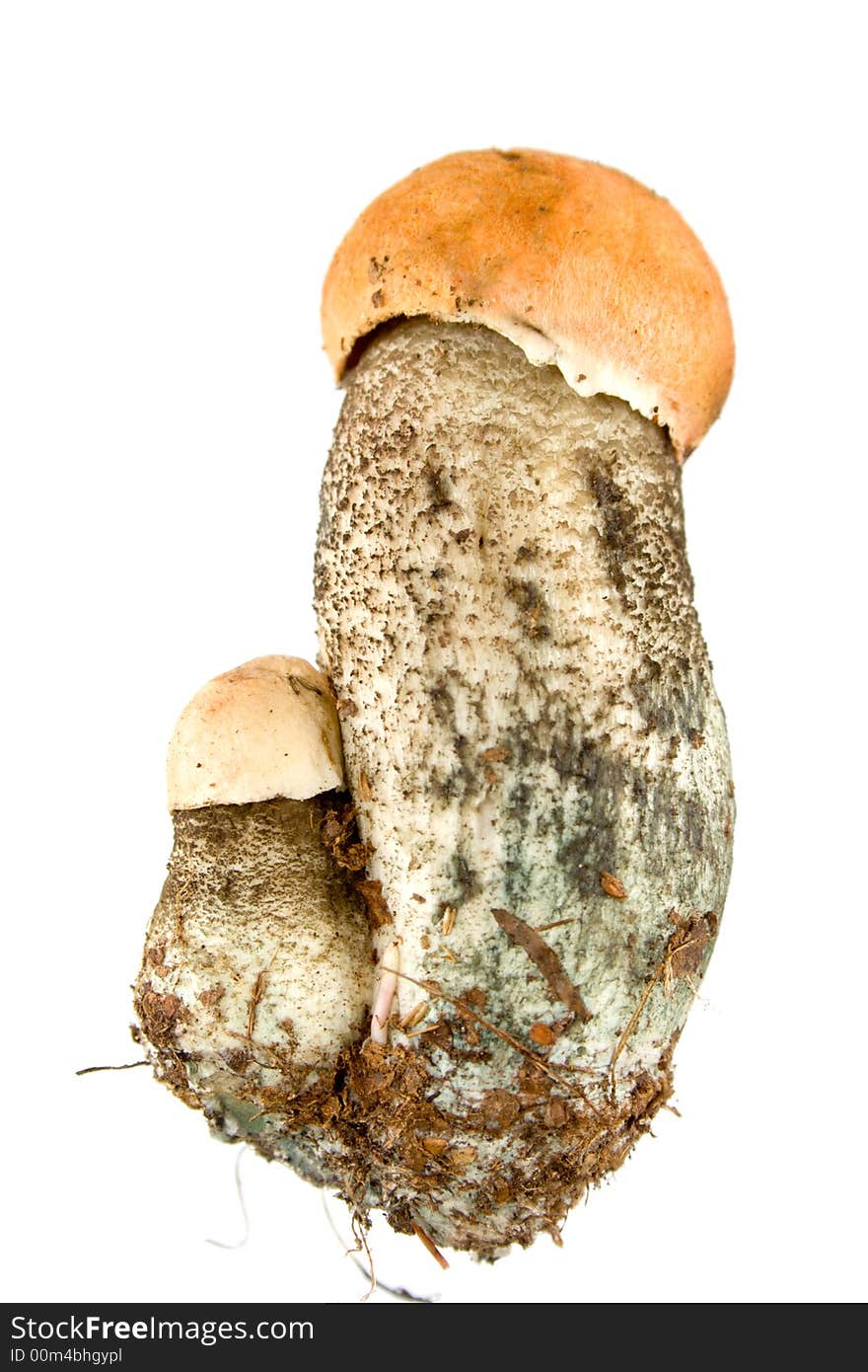 Orange-cap Mushroom isolated on white. Eatable mushroom, very delicious.