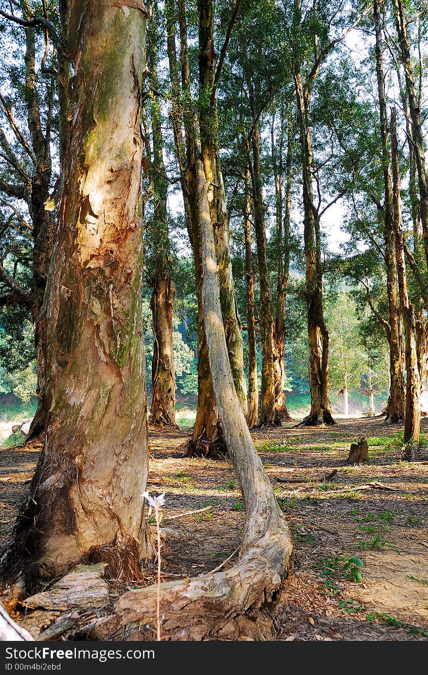 The reservoir in Hong Kong Shing Mun Country Park