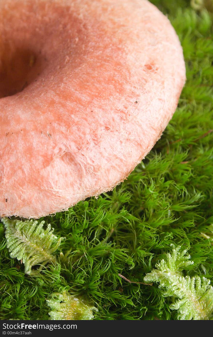 Pink agaric mushroom isolated on white. Eatable mushroom, very delicious.